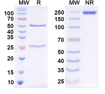 GABA(A)R, Epsilon Mouse Monoclonal Antibody