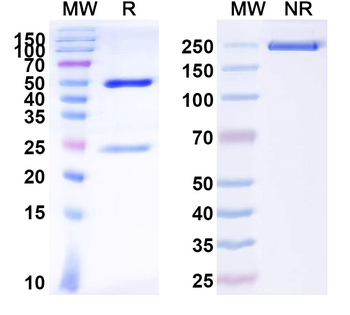 GABA(A)R, Epsilon Mouse Monoclonal Antibody
