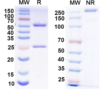 P2X purinoceptor 4 Mouse Monoclonal Antibody