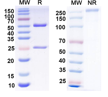 P2X purinoceptor 4 Mouse Monoclonal Antibody
