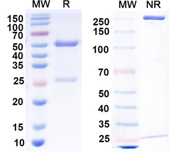 NPY2R Mouse Monoclonal Antibody
