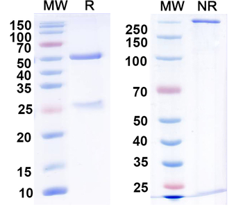 NPY2R Mouse Monoclonal Antibody