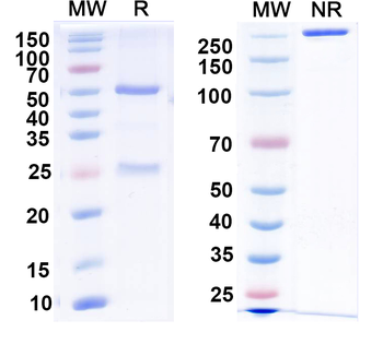 GABA(A)R, Alpha4 Mouse Monoclonal Antibody