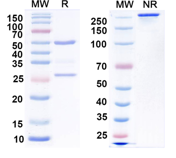 GABA(A)R, Beta2/3 Mouse Monoclonal Antibody