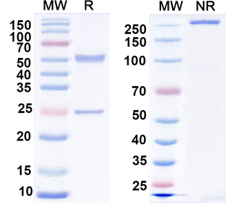 DPPX extracellular domain Mouse Monoclonal Antibody