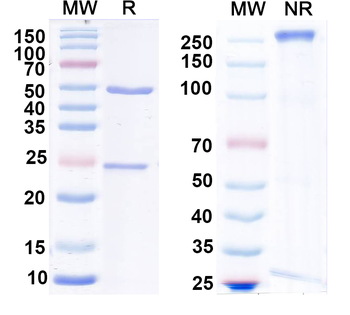 AC8 Mouse Monoclonal Antibody