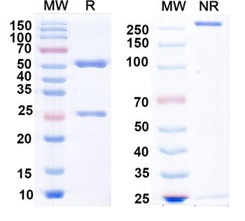 GluK1/GluR5 kainate receptor Mouse Monoclonal Antibody