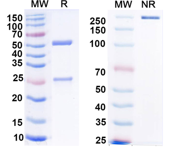 Clcn1 Mouse Monoclonal Antibody