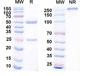 Nav1.4 Na+ channel Mouse Monoclonal Antibody