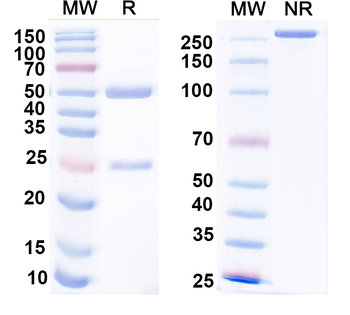 Alpha-2C adrenergic receptor Mouse Recombinant Antibody