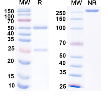 Alpha-2C adrenergic receptor Mouse Recombinant Antibody