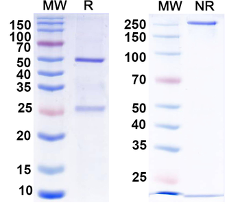 Dopamine D2 receptor Mouse Monoclonal Antibody