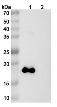 GFAP Mouse Monoclonal Antibody