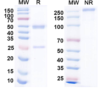 Versican Mouse Monoclonal Antibody
