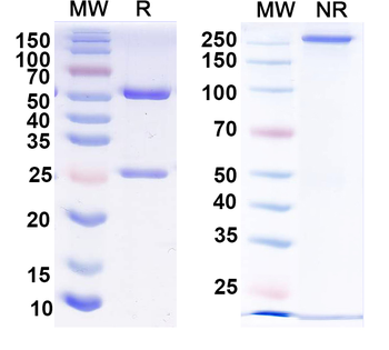 Versican Mouse Monoclonal Antibody