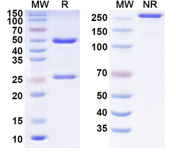 Tau Mouse Monoclonal Antibody