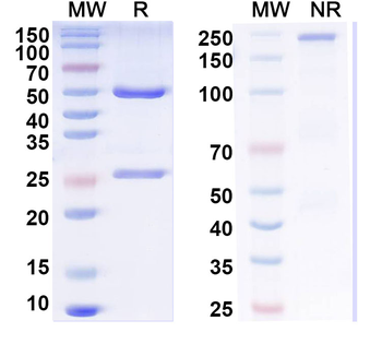 Tau Mouse Monoclonal Antibody