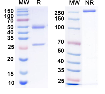 NPY Mouse Monoclonal Antibody