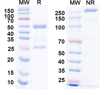 NPY Mouse Monoclonal Antibody
