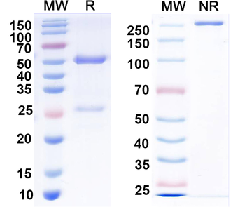 Snapin/SNAPAP Mouse Monoclonal Antibody