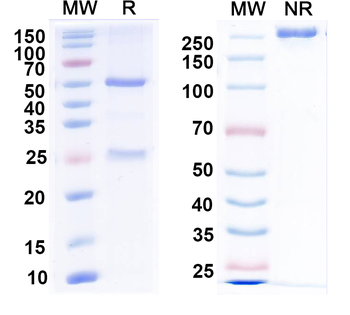 Mitofusin-2 Mouse Monoclonal Antibody