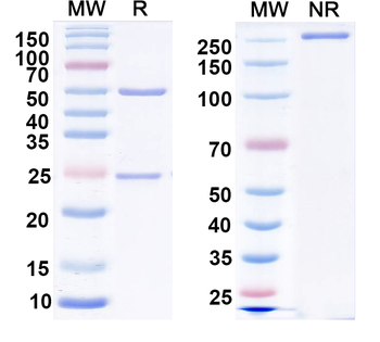 DEPDC5 Mouse Monoclonal Antibody
