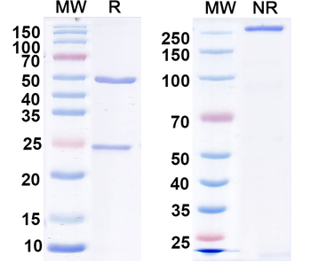 ADAM11 Mouse Monoclonal Antibody