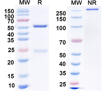 SUR2B Mouse Monoclonal Antibody