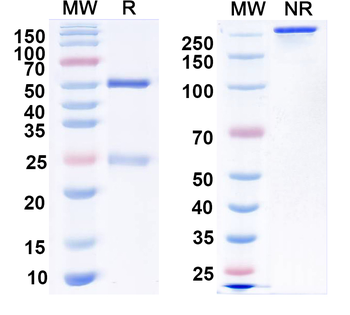 SUR1 and SUR2B Mouse Monoclonal Antibody