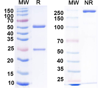 Collybistin Mouse Monoclonal Antibody