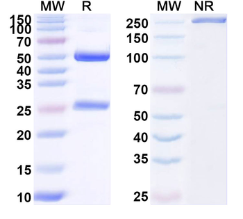 GABA(A)R, Pi Mouse Monoclonal Antibody