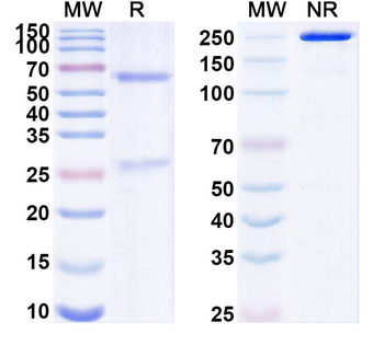 Synaptotagmin-5 Mouse Monoclonal Antibody