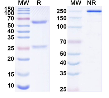 CCRL2 Mouse Monoclonal Antibody