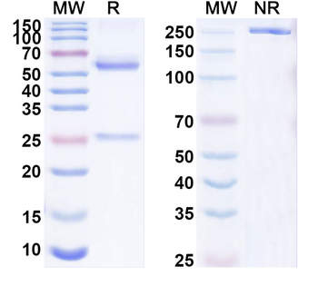 GABA(A)R, Alpha6 Mouse Monoclonal Antibody