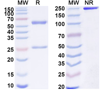 Uncx Mouse Monoclonal Antibody