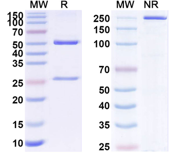 ANO9/TMEM16J Mouse Monoclonal Antibody
