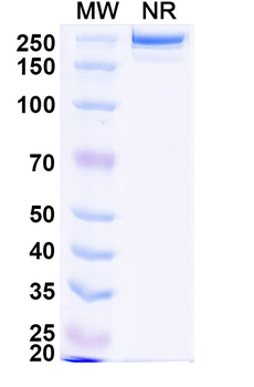 EV71 VP1/Capsid protein VP1 Human Monoclonal Antibody