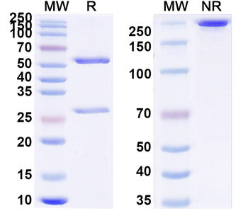 TACSTD2/TROP2 Human Monoclonal Antibody