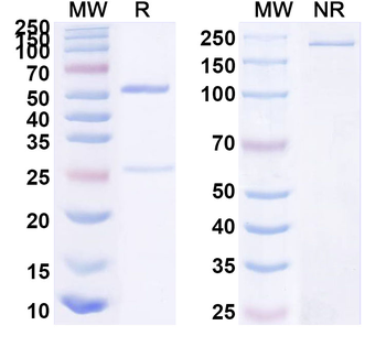 IL13 Human Monoclonal Antibody