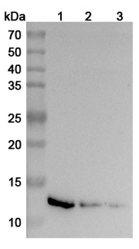 IL13 Human Monoclonal Antibody