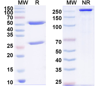 CD56/NCAM1 Human Monoclonal Antibody