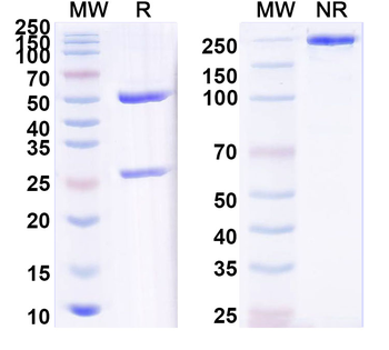 CALCA Human Monoclonal Antibody