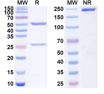 IFNAR1 Mouse Monoclonal Antibody