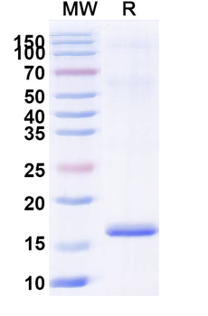 CNR1/CB1 Camelus Monoclonal Antibody
