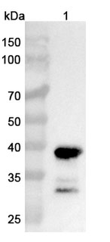 CNR1/CB1 Camelus Monoclonal Antibody