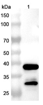 CNR1/CB1 Camelus Monoclonal Antibody
