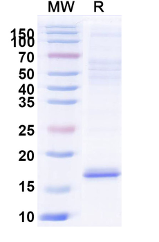 CNR1/CB1 Camelus Monoclonal Antibody