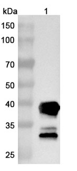 CNR1/CB1 Camelus Monoclonal Antibody