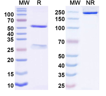 Neisseria meningitidis NHBA/Dextranase Mouse Monoclonal Antibody
