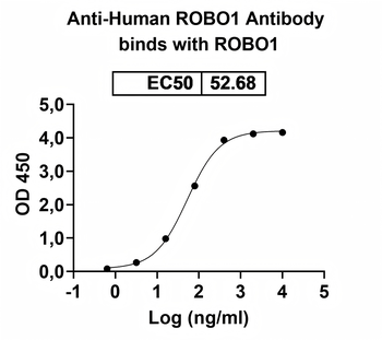 ROBO1 Human Monoclonal Antibody